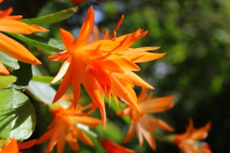 cacti flower (1)