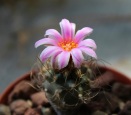cacti flower (2)