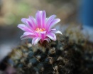 cacti flower (3)