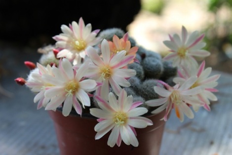 cacti flower (4)
