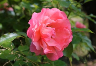 rose (1)