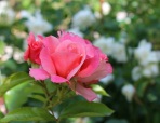rose (4)
