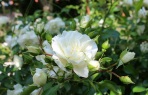 rose (5)