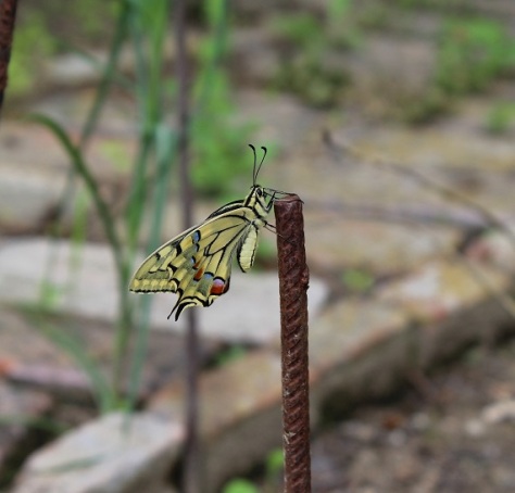 butterfly Swallowtail